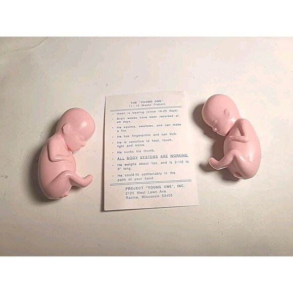 NWT The "Young One" 11-12 Week Preborn Baby Plastic Model Science Maternity (2) - Picture 1 of 5